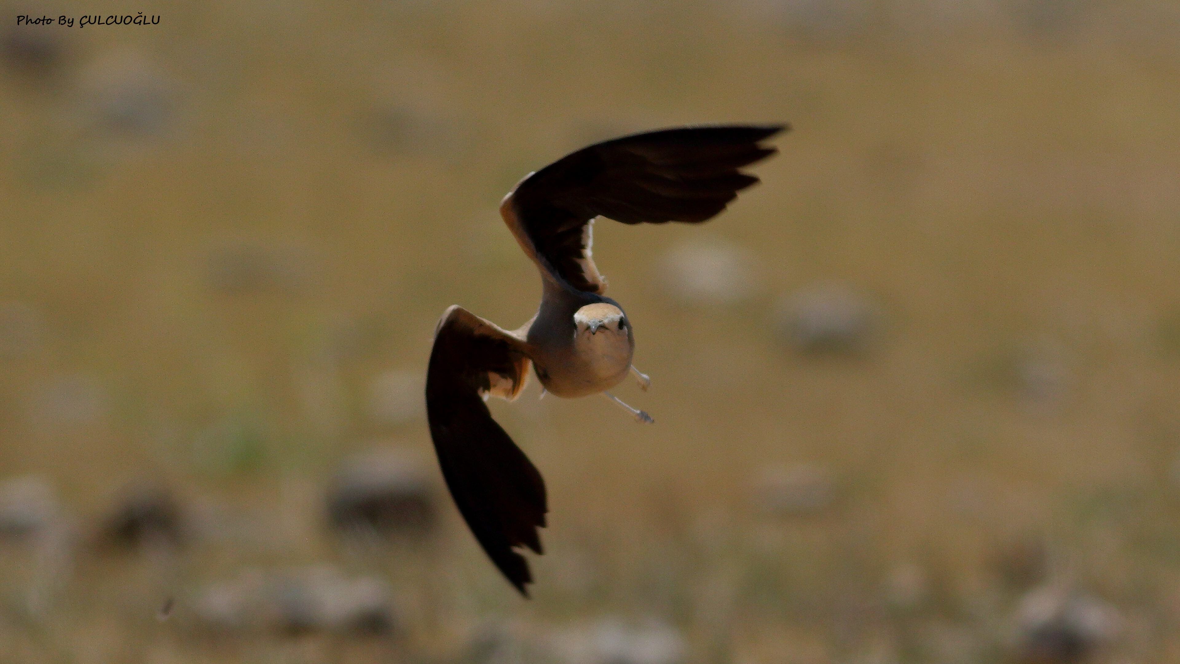 Cream-colored Courser